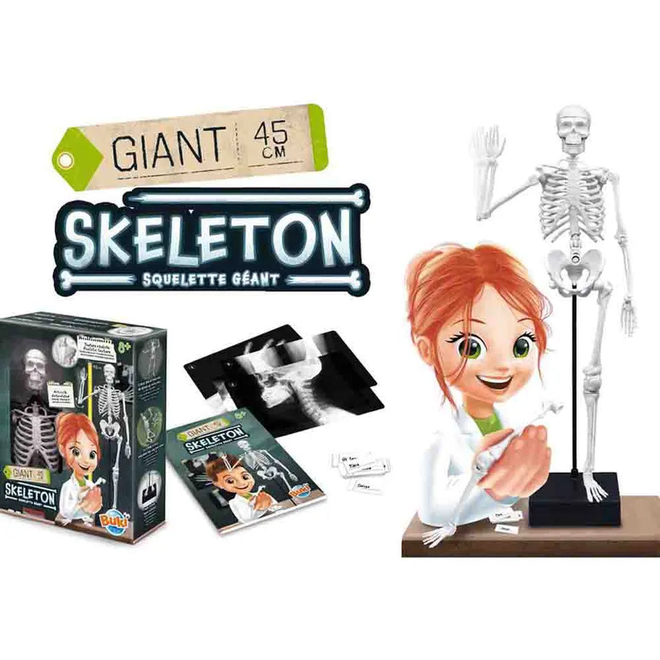 Buki France - Skeleton Model - 45 cm