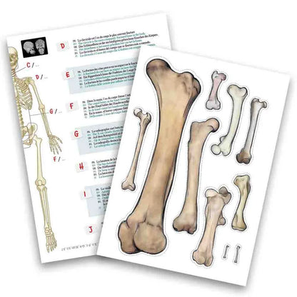 Buki France - Skeleton Model - 45 cm