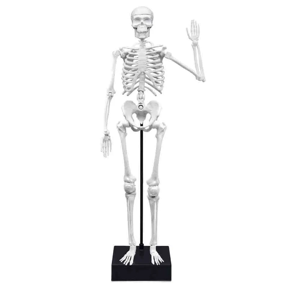 Buki France - Skeleton Model - 45 cm
