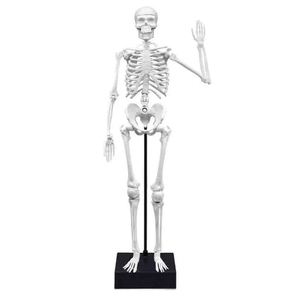 Buki France - Skeleton Model - 45 cm