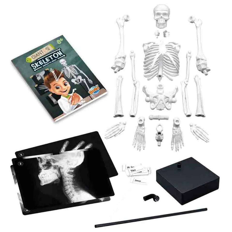 Buki France - Skeleton Model - 45 cm