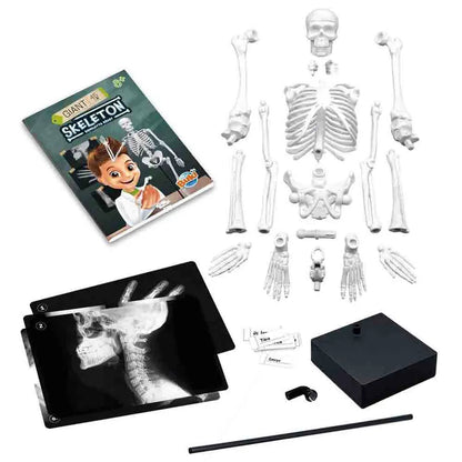 Buki France - Skeleton Model - 45 cm
