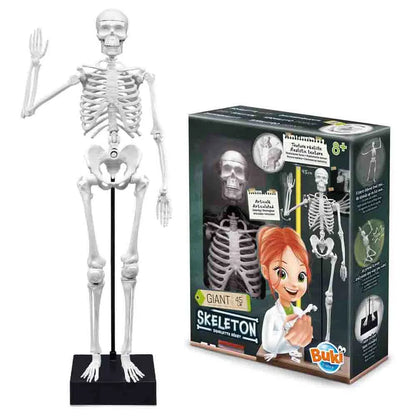 Buki France - Skeleton Model - 45 cm