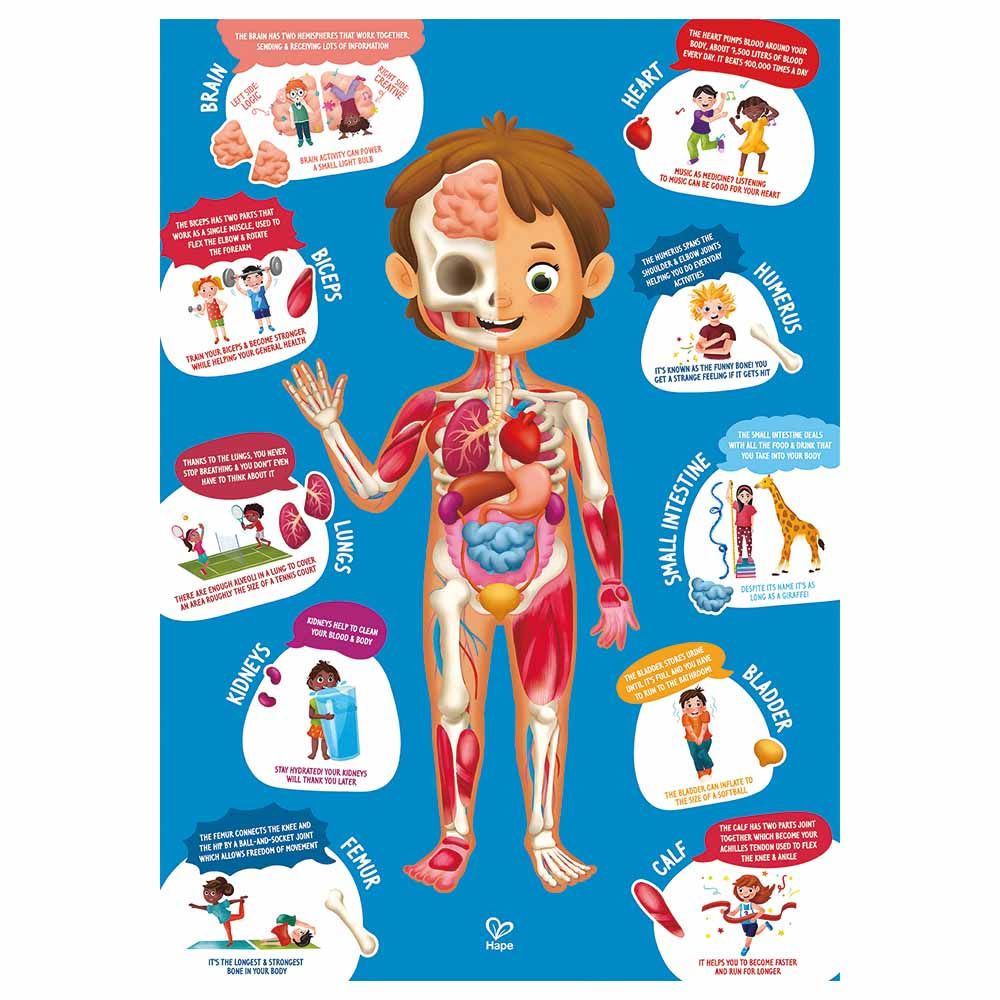 Hape Human Body Puzzle